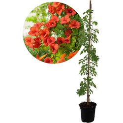 Campsis 'Mme Galen' XL - Tuinplant - Klimplant - 17 cm - Hoogte 110-120 cm