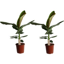 Musa Cavendish - Set van 2 - Dwarf Cavendish - Pot 21cm - Hoogte 90-100cm