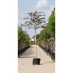 Rode beuk als leiboom Fagus syl. Atropunicea h 320 cm st. omtrek 12 cm st. h 200 cm