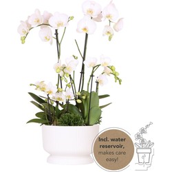 Kolibri Orchids | witte plantenset in Diabolo white dish incl. waterreservoir | drie witte orchideeën en drie groene planten | Field Bouquet wit met zelfvoorzienend waterreservoir