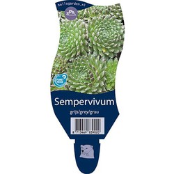 Sempervivum Grijs/Grey/Grau