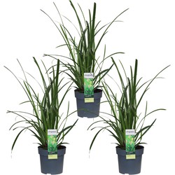 Hello Plants Carex Irish Green Zegge - Siergras - 3 Stuks - Ø 14 cm - Hoogte: 30 cm