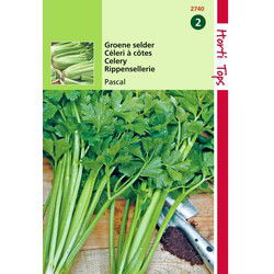 2 stuks - Selder Pascal, Groene Volpijp