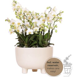 Kolibri Orchids | witte plantenset in Gummy dish incl. waterreservoir | drie witte orchideeën | Mono Bouquet wit met zelfvoorzienend waterreservoir