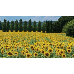 Zonnebloemen Frankrijk 130x70cm Tuinschilderij