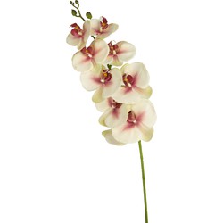 Greenmoods Kunst Orchidee Real Touch Delue - Phalaenopsis - Nep plant - 1 Stuk - 105cm - Roze/Wit