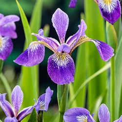 Amerikaanse iris Iris versicolor P9