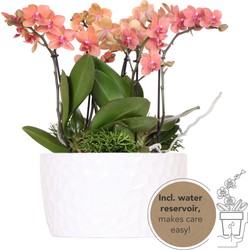 Kolibri Orchids | oranje plantenset in Honey dish incl. waterreservoir | drie oranje orchideeën Bolzano 9cm en drie groene planten | Jungle Bouquet oranje met zelfvoorzienend waterreservoir