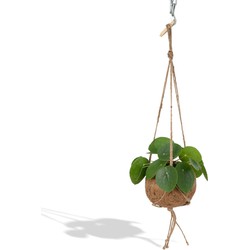 Hello Plants Pilea Peperomiodes Pannekoekenplant Hangplant - Ø 15 cm - Hoogte: 20 cm