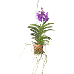 Orchidee - Vanda 'Blue' - Hoogte 45-55cm - ⌀12cm