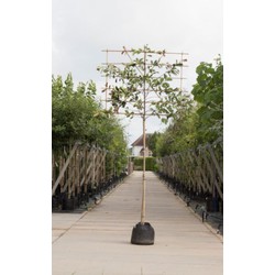 Glansmispel als leiboom Photinia fraseri Red Robin h 310 cm st. omtrek 8 cm st. h 200 cm