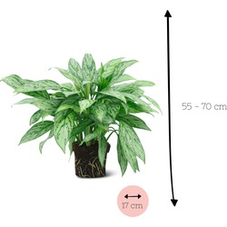 We Love Plants - Aglaonema Silver Bay + Plantbag Jade - 55 cm hoog - Makkelijke plant