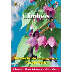3 stuks - Flowering climbers rhodochiton purple bells - Buzzy