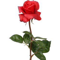 Top Art Kunstbloem roos Caroline - rood - 70 cm - zijde - kunststof steel - decoratie bloemen - Kunstbloemen