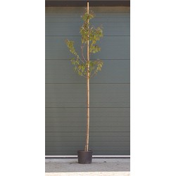 Japanse sierkers Sargentti Prunus sargentii h 250 cm st. omtrek 8 cm - Warentuin Natuurlijk