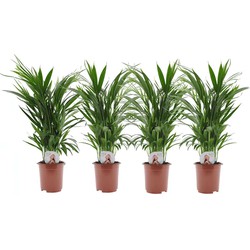 Dypsis Lutescens - Set van 4 - Areca - Goudpalm - Pot 17cm - Hoogte 60-70cm