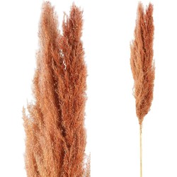 PTMD Dried Twig Pampas Gras - 65 x 7 x 110 cm - 3 stuks - Rood/Bruin