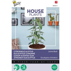 House Plants Eucalypthus citriodora Lemon Bush