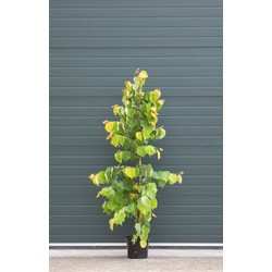 2 stuks! Judasboom Hearts of Gold Cercis canadensis Hearts of gold h 225 cm boom - Warentuin Natuurlijk