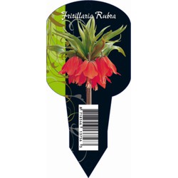 3 stuks - Fritillaria Imperialis Rubra (Organza met etiket) bloembollen