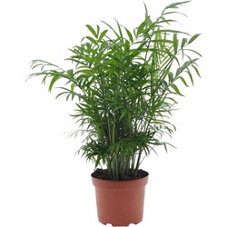 Mexicaanse dwergpalm - Compact groeiende groene palm - Pot 17cm - Hoogte 50-60cm