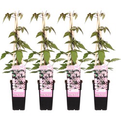 Hello Plants Clematis Montana Fragrant Spring Bosrank - Klimplant - 4 Stuks - Ø 15 cm - Hoogte: 65 cm