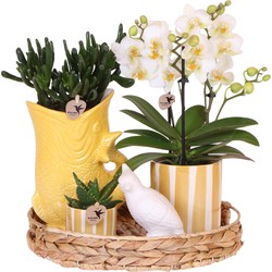 Kolibri Company | Gift set Mediterranean Sunset | Plantenset met witte Phalaenopsis Orchidee Lausanne en Succulenten incl. keramieken sierpotten