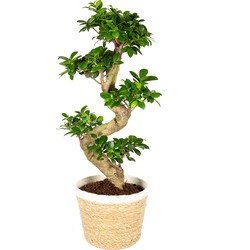 Ficus Ginseng S-vorm in Siermand- P21H71