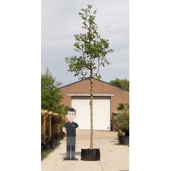 Gewone walnotenboom Juglans regia h 600 cm st. omtrek 22,5 cm st. hoogte 230 cm - Warentuin Natuurlijk