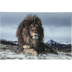 Kare Wandfoto Proud Lion 180x120cm