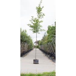 Amerikaanse eik Quercus rubra h 350 cm st. omtrek 12 cm - Warentuin Natuurlijk