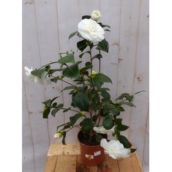 Camelia wit 80 cm