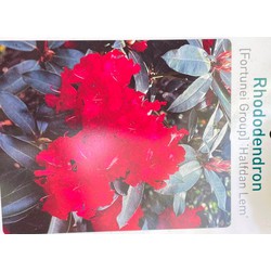 Rhododendron Halfdan Lem - Warentuin Natuurlijk