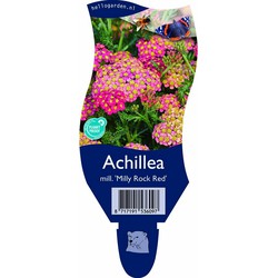 Achillea mill. 'Milly Rock Red'