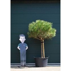 Parasolden Pinus pinea h 140cm st. omtrek 85cm st. h 100 cm