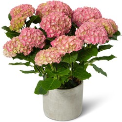 Kamerhortensia roze – met sierpot - 40cm hoog, ø14cm - bloeiende kamerplant - vers van de kwekerij