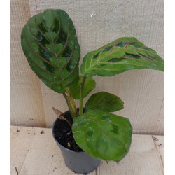 Maranta Leuconeura Tiengebodenplant Groen-Lichtgroen - Warentuin Natuurlijk