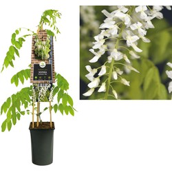 3 stuks - Klimplant Wisteria floribunda Alba 75 cm