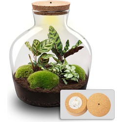 URBANJNGL - Planten terrarium - Fat Joe - Ecosysteem plant - ↑ 30 cm