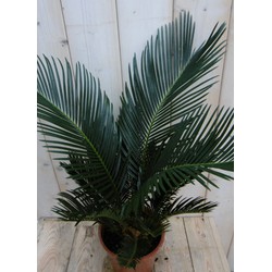 Kamerplant Palmvaren Vredespalm Cycas 50 cm