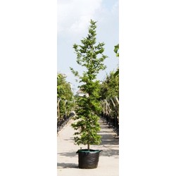 Groenbladige beuk laagstam Fagus sylvatica h 450 cm