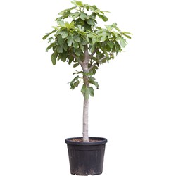 Vijgenboom 14/16 cm Ficus carica 152,5 cm boom