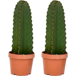 Euphorbia Ingens 'cowboycactus' - Set van 2 - Cactus - ø18cm - hoogte 40-50cm