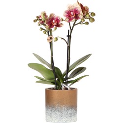 Kolibri Orchids | Phalaenopsis orchidee spotty rood 'diamond' in Flame sierpot brons - potmaat Ø9cm - 45cm hoog