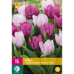 Tulipa candy purple prince mix