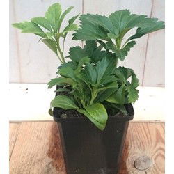5 stuks! Pachysandra