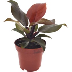Philodendron 'Zonlicht' - Kamerplant - Pot 12cm - Hoogte 20-30cm