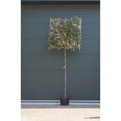 Olijfwilg als leiboom Elaeagnus ebbingei h 300 cm st. omtrek 8 cm st. h 180 cm - Warentuin Natuurlijk