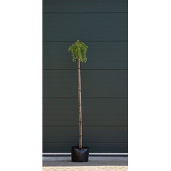 Japanse treurlork Larix kaempferi Stiff Weeper h 220 cm st. omtrek 8 cm st. h 200 cm