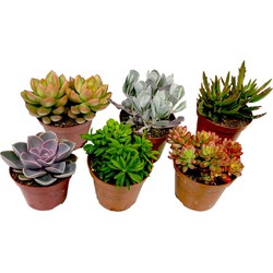 Mini-vetplanten - Mix van 6 stuks Vetplanten - Pot 5,5cm - Hoogte 5-10cm